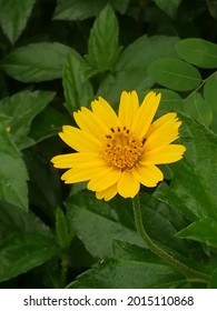 Yellow flowers and green leaves of Creeping daisy. ornamental plant, ground cover and herb. It nourishes skin, massages muscles, nourishes eyes, nourishes hair, reduces fever, helps digestion, anesthe