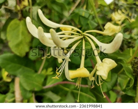 Yellow flowers and green leaves of flowering Honeysuckle Lonicera periclymenum 'Graham Thomas'