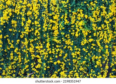 Yellow Flowers With Green Leaves On Metal Fence Background, Cat's Claw, Catclaw Vine, Cat's Claw Creeper Plants