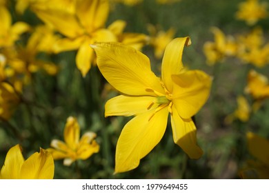 Lotus Flower Meaning の画像 写真素材 ベクター画像 Shutterstock