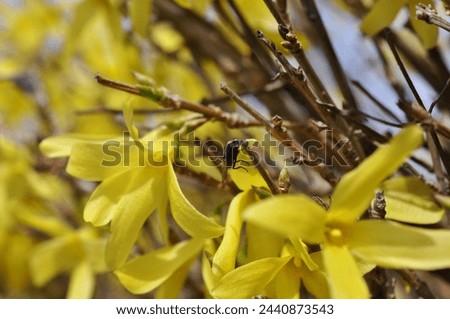 yellow flowers - hello spring- hello april - hello march