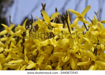 yellow flowers - hello spring- hello april - hello march