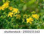 Yellow flowers of Hypericum perforatum. St John