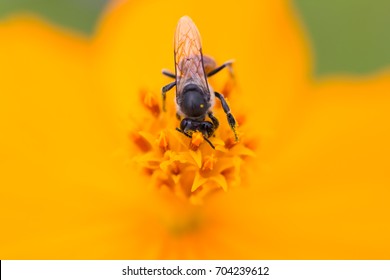 Yellow flowers with insects 