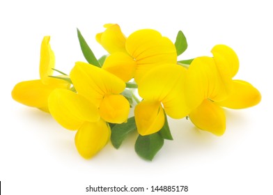 Yellow Flowers Isolated On A White Background