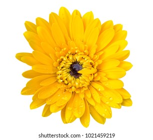 Yellow flowers isolated from white background.