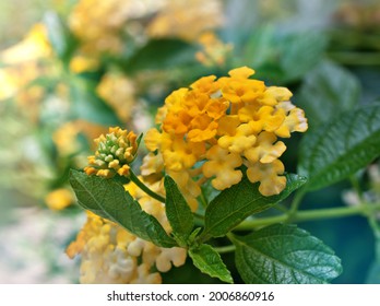 Yellow Flowers Lantana Camara West Indian Stock Photo 2006860916