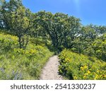 Yellow flowers line a hiking path leading into the forest at Rowena Crest.