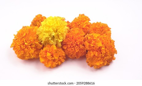 Flores amarillas Marigold aisladas