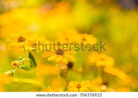 Yellow flowers in a meadow natural summer background, blurred image, selective focus