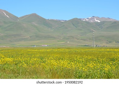 Yellow Flowers And Palandöken Mountain