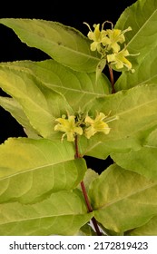 Yellow Flowers Of Mountain Bush Honeysuckle