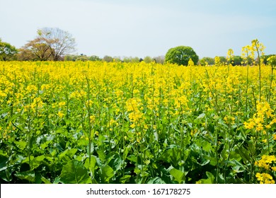 Yellow flowers of mustard field