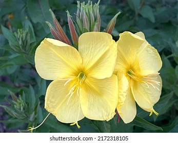 Yellow flowers Oenothera Biennis Evening Primrose in the garden. - Shutterstock ID 2172318105