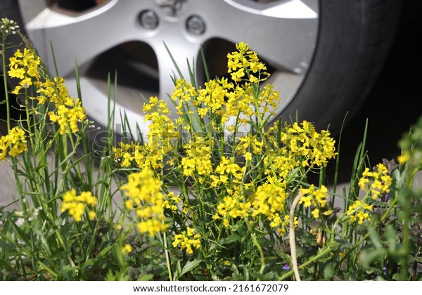 Yellow flowers on the background of a car wheel,\
urbanism, ecology