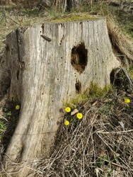 Yellow Flowers On The Background Of A Dry Tree Stump