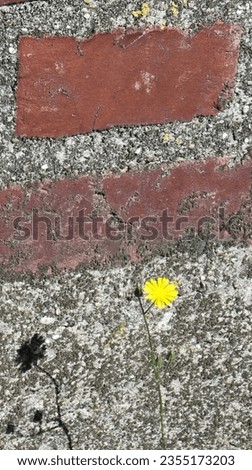 Mauerblümchen Farbfoto