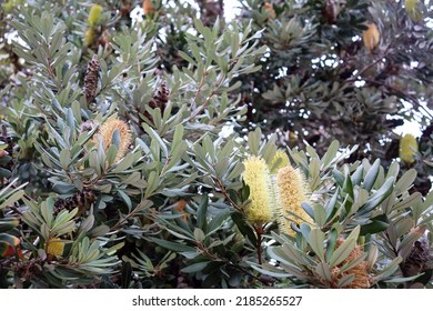 Yellow Flowers On Banksia Tree