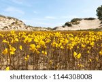 Yellow Flowers on Beach