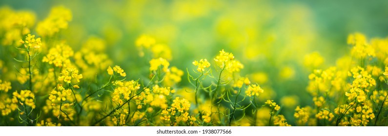 Yellow flowers on a blurred background. Macro shot. Very shallow focus. Summer and spring fantasy flower background. Wide format, free space for design. Floral background concept.