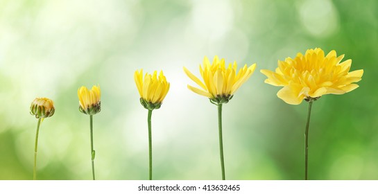 Yellow flowers on blurred green nature background, stages of growth concept