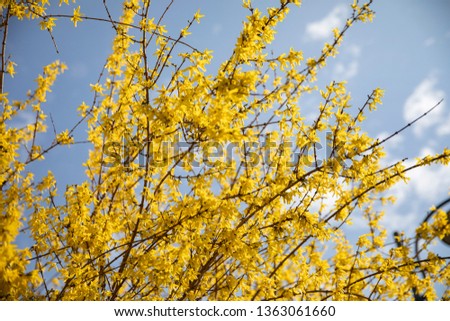 Similar – Golden Spring Colour photo