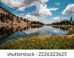Yellow flowers on the edge of Johnson Lake, an alpine lake in the Snake Range, located inside Great Basin National Park in Nevada, seen on a summer day. Large cumulus clouds are seen in the blue sky.