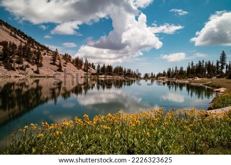 Yellow flowers on the edge of Johnson Lake, an alpine lake in the Snake Range, located inside Great Basin National Park in Nevada, seen on a summer day. Large cumulus clouds are seen in the blue sky.
