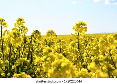Yellow Flowers On The Field