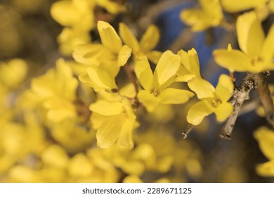 Yellow flowers on forsythia bushes against the blue sky in the park