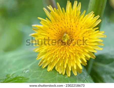 Similar – Image, Stock Photo 20.04.09 Plant Flower