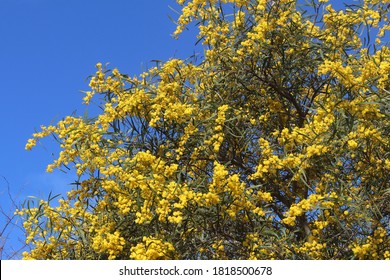 Yellow Flowers On An Orange Wattle Tree And A Blue Sky Background. Acacia Saligna