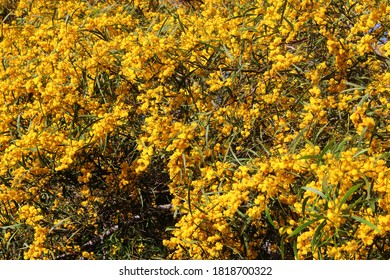 Yellow Flowers On An Orange Wattle Tree And A Blue Sky Background. Acacia Saligna