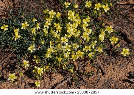 Yellow flowers on palatable Roepera debile bush that is endemic to the Eastern Little Karoo in the Western Cape, South Africa
