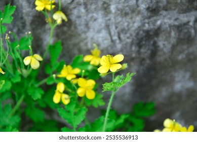 Yellow Flowers on a Rocky Cliff - Powered by Shutterstock