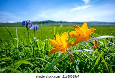 Yellow flowers on a summer meadow in summertime. Summertime meadow