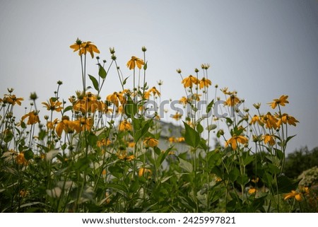 yellow flowers on a uniform sky with some vignetting in a garden