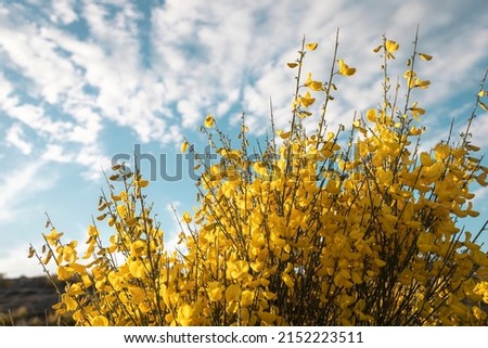 
Yellow flowers on wild bush commonly known as brooms and its scientific name is Cytisus scoparius.