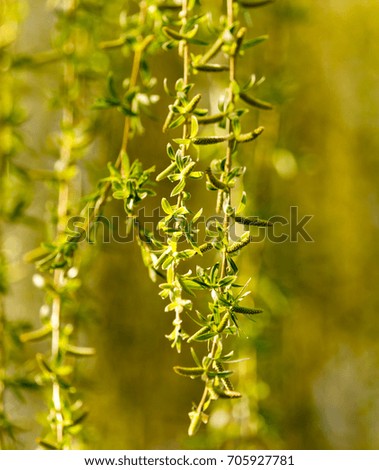 Similar – gold Plant Sunlight Spring