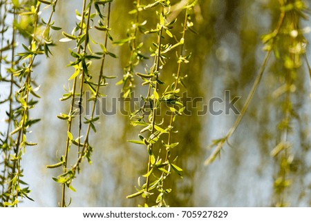 Similar – gold Plant Sunlight Spring