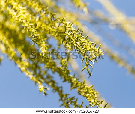 Similar – gold Plant Sunlight Spring