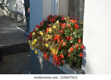 Yellow flowers of Portulaca grandiflora and red flowers of Impatiens walleriana bloom in a window sill flower box in October. Berlin, Germany
