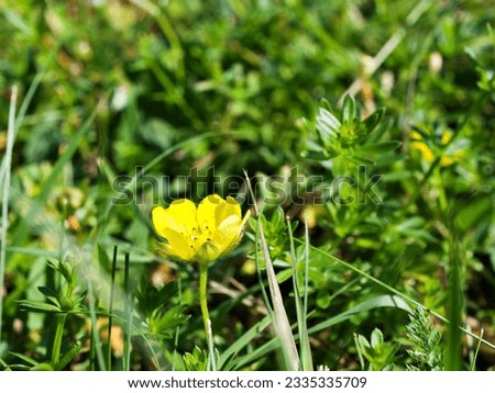 yellow flowers Potentilla crantzii, potentilla gracilis ,Slender cinquefoil ,Graceful cinquefoil or fivefinger cinquefoil