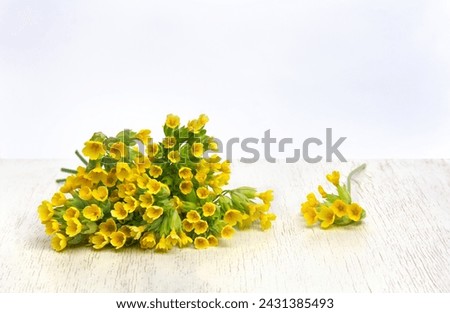 Yellow flowers Primula veris ( cowslip, petrella, herb peter, paigle, peggle, key flower, Primula officinalis Hill ) on white wooden table with space for text. Medicinal herb