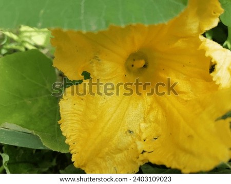 Yellow flowers of the pumpkin plant 