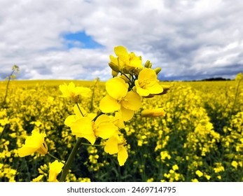 Yellow Flowers, rapeseed in the field, background of a stormy sky, under the sunlight. The natural landscape. Harvesting agriculture, crop production, farming. - Powered by Shutterstock