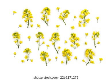 Las flores amarillas colocan