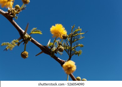 Yellow flowers of a Red Acacia tree (Acacia seyal), the tree is used for the gum  arabic production.