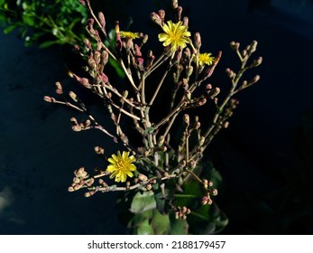 Yellow Flowers Of Red Romaine Lettuce