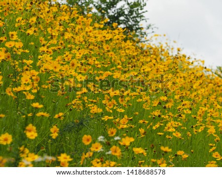 yellow flowers in the road side, fluttering by gentle wind